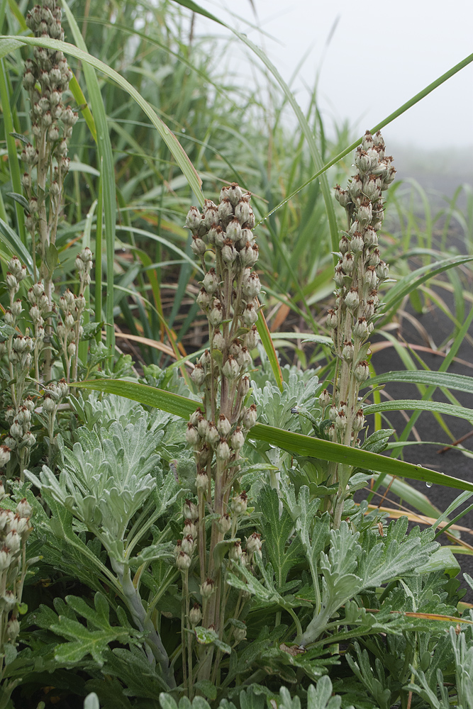 Image of Artemisia stelleriana specimen.