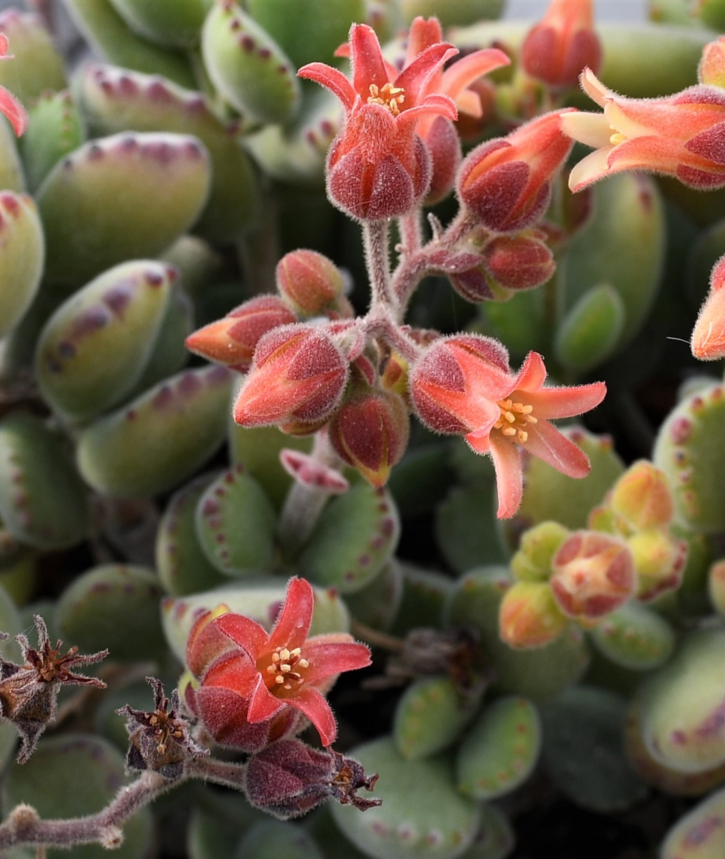 Изображение особи Cotyledon tomentosa.