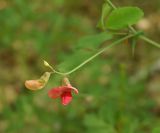 Lathyrus rotundifolius