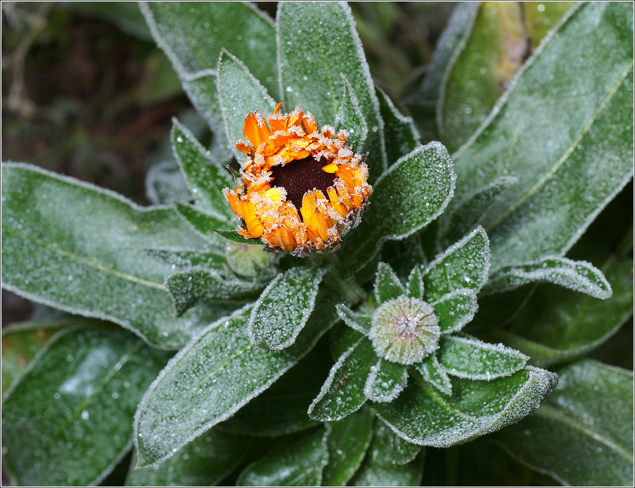 Image of Calendula officinalis specimen.