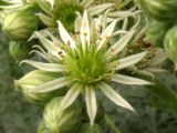 Sempervivum ruthenicum