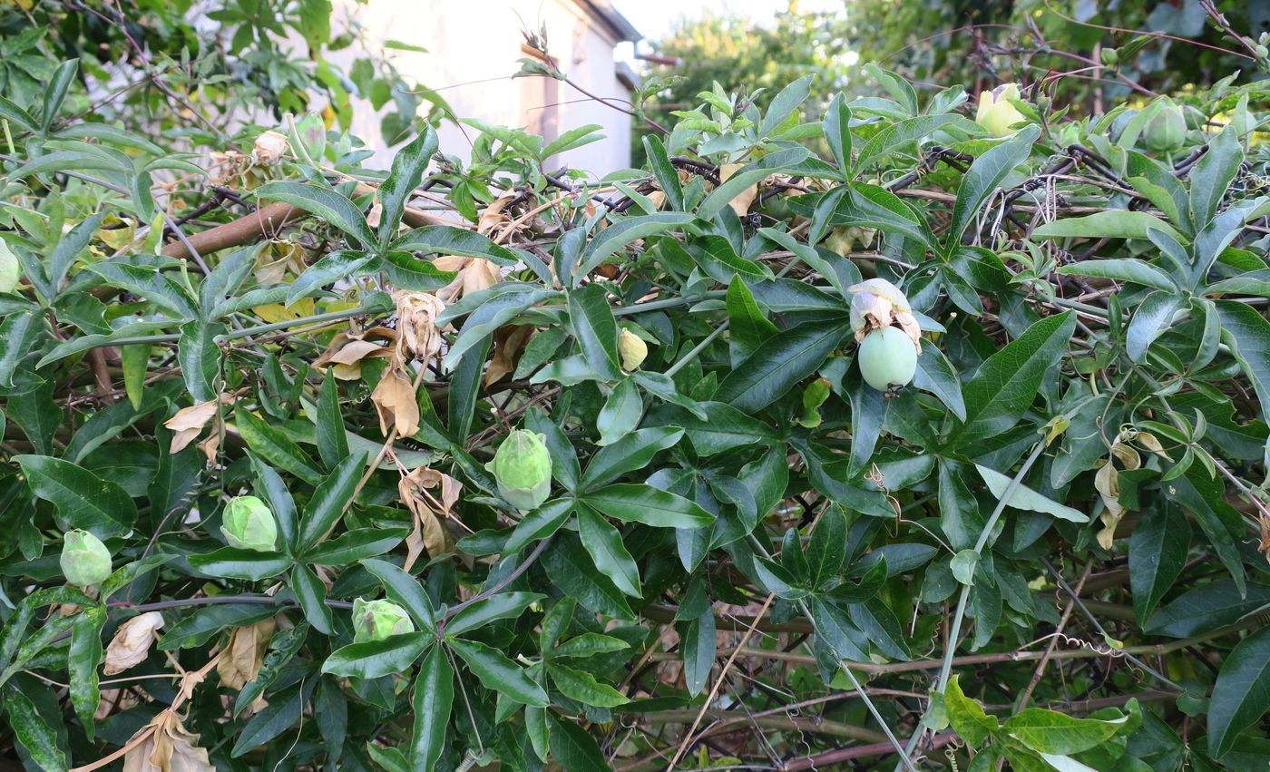 Изображение особи Passiflora caerulea.