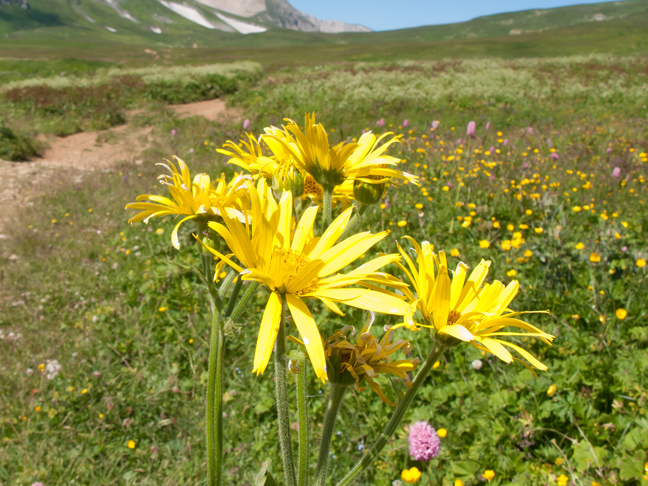 Изображение особи Doronicum macrophyllum.