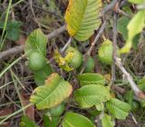 Psidium guajava. Пораженные листья и плоды. Чили, обл. Valparaiso, провинция Isla de Pascua, северо-восточная часть острова, бухта Anakena. 09.03.2023.