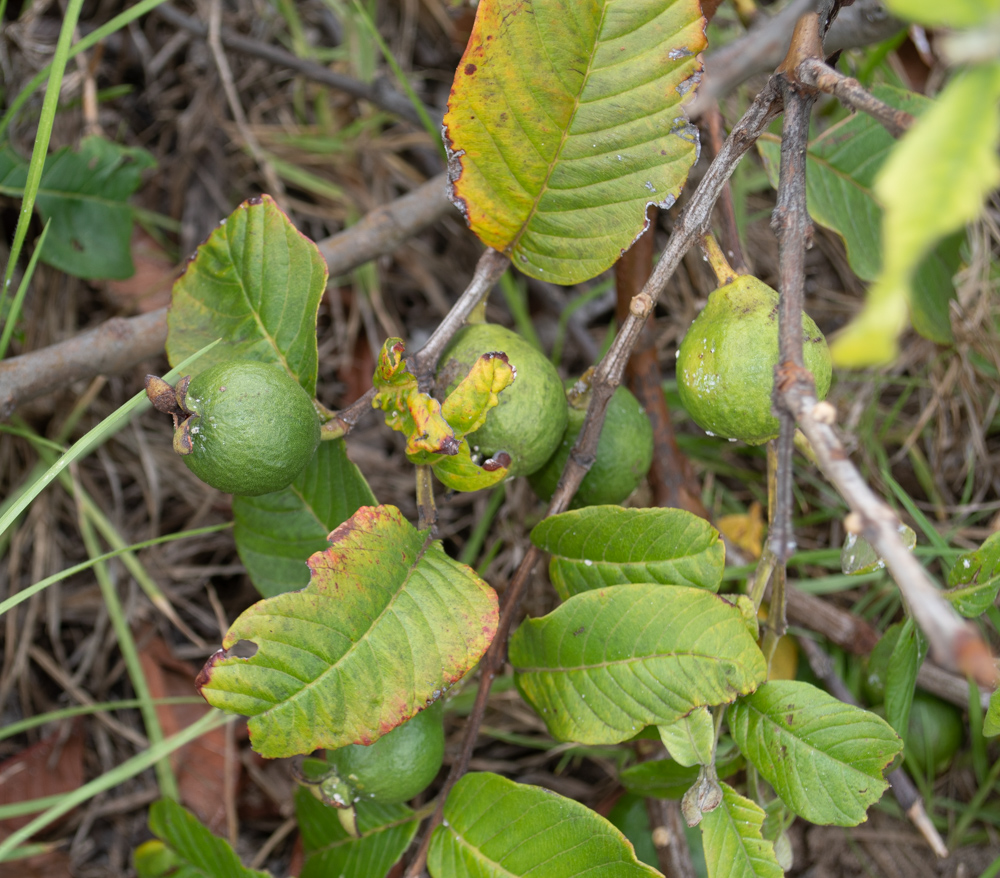 Image of Psidium guajava specimen.