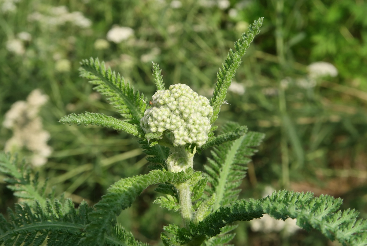 Изображение особи Achillea inundata.