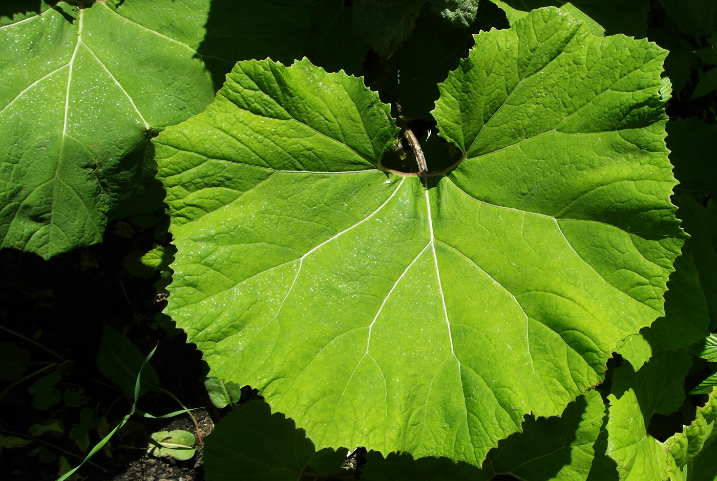 Image of genus Petasites specimen.