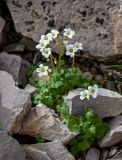 Saxifraga sibirica. Цветущие растения. Киргизия, Ошская обл., Памир, Заалайский хр., долина руч. Разведывательный, ур. Луковая Поляна, ≈ 3800 м н.у.м., каменистый склон. 06.07.2022.