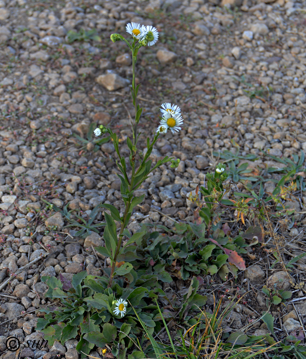 Image of Erigeron annuus specimen.