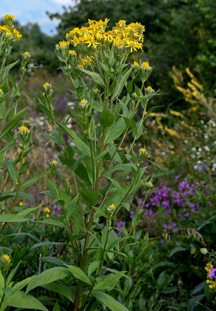 Изображение особи Senecio propinquus.