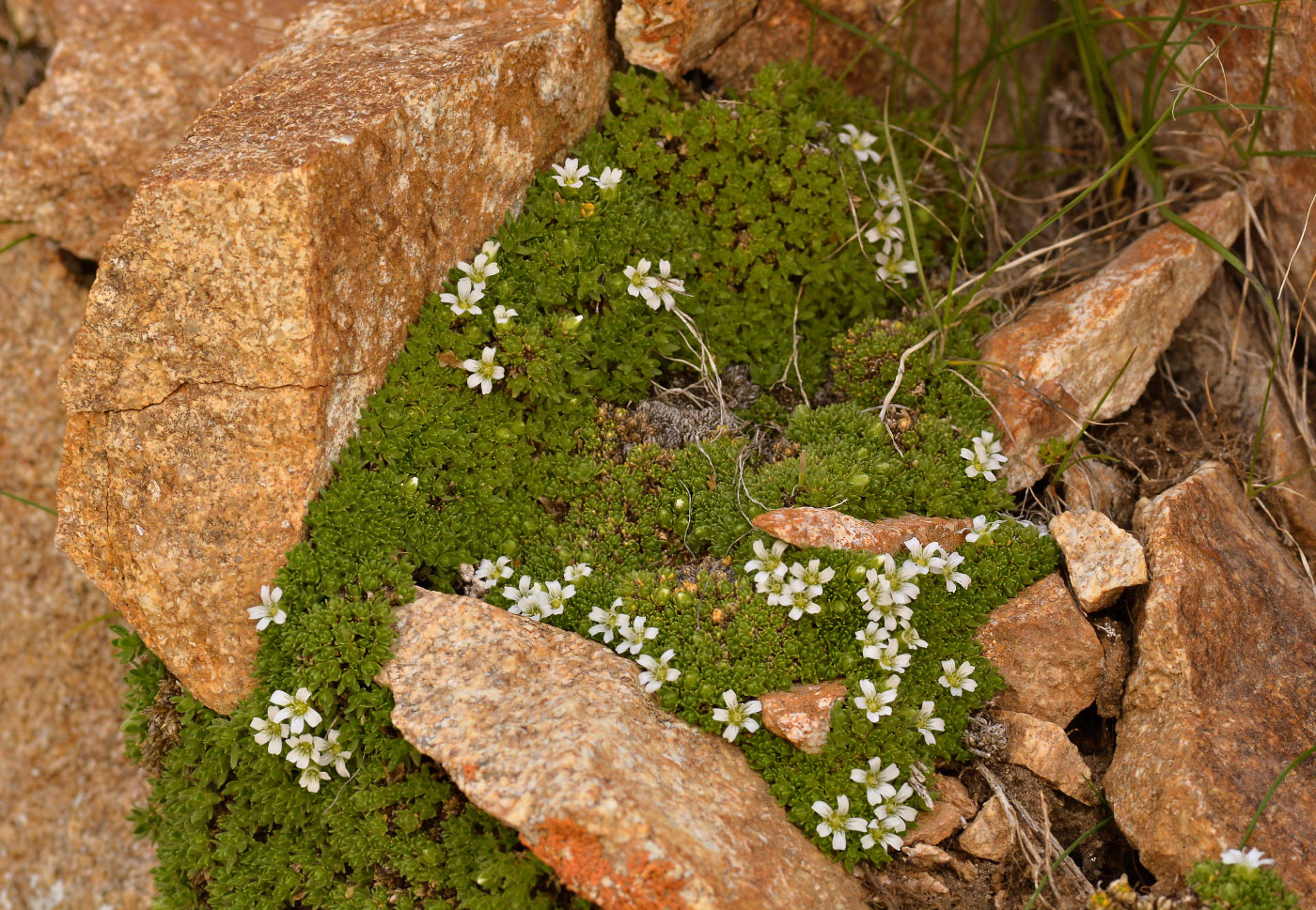 Image of Minuartia inamoena specimen.