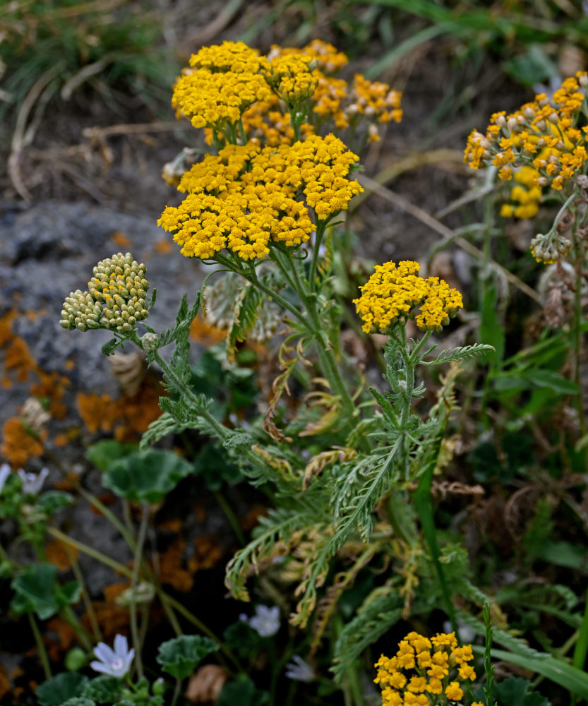 Изображение особи Achillea arabica.