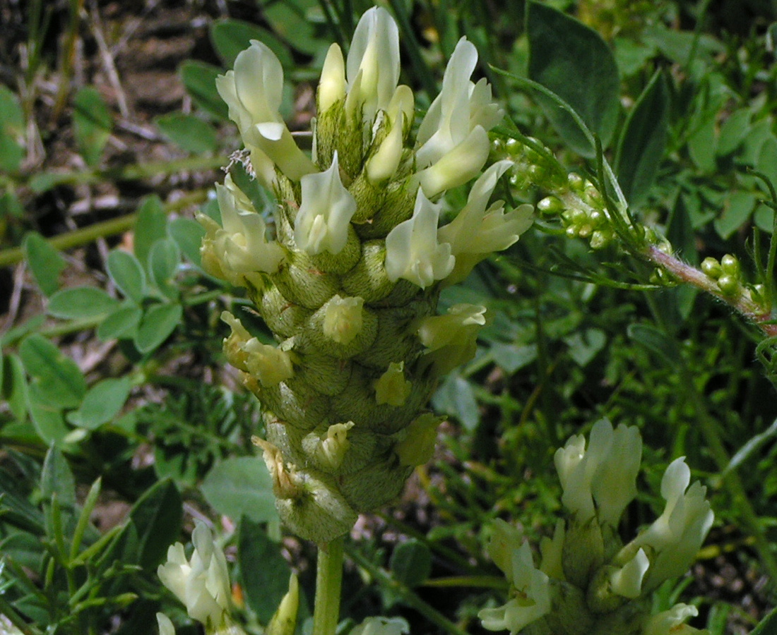 Изображение особи Astragalus follicularis.