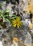 Inula ensifolia