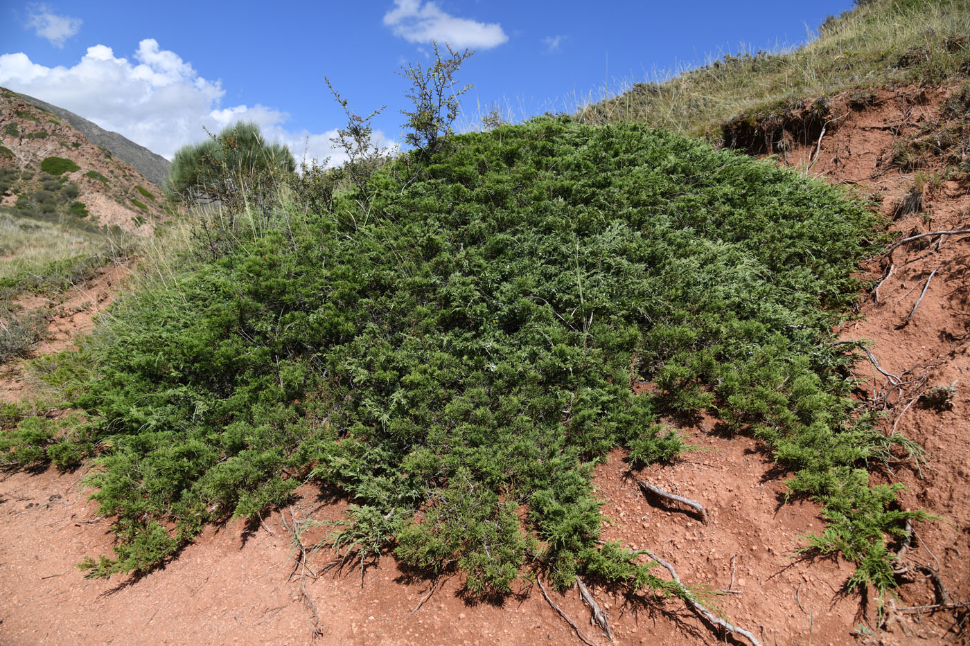 Изображение особи Juniperus sabina.