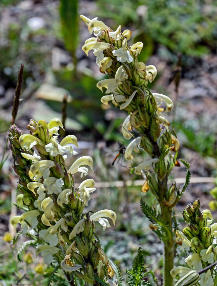 Image of Pedicularis dubia specimen.