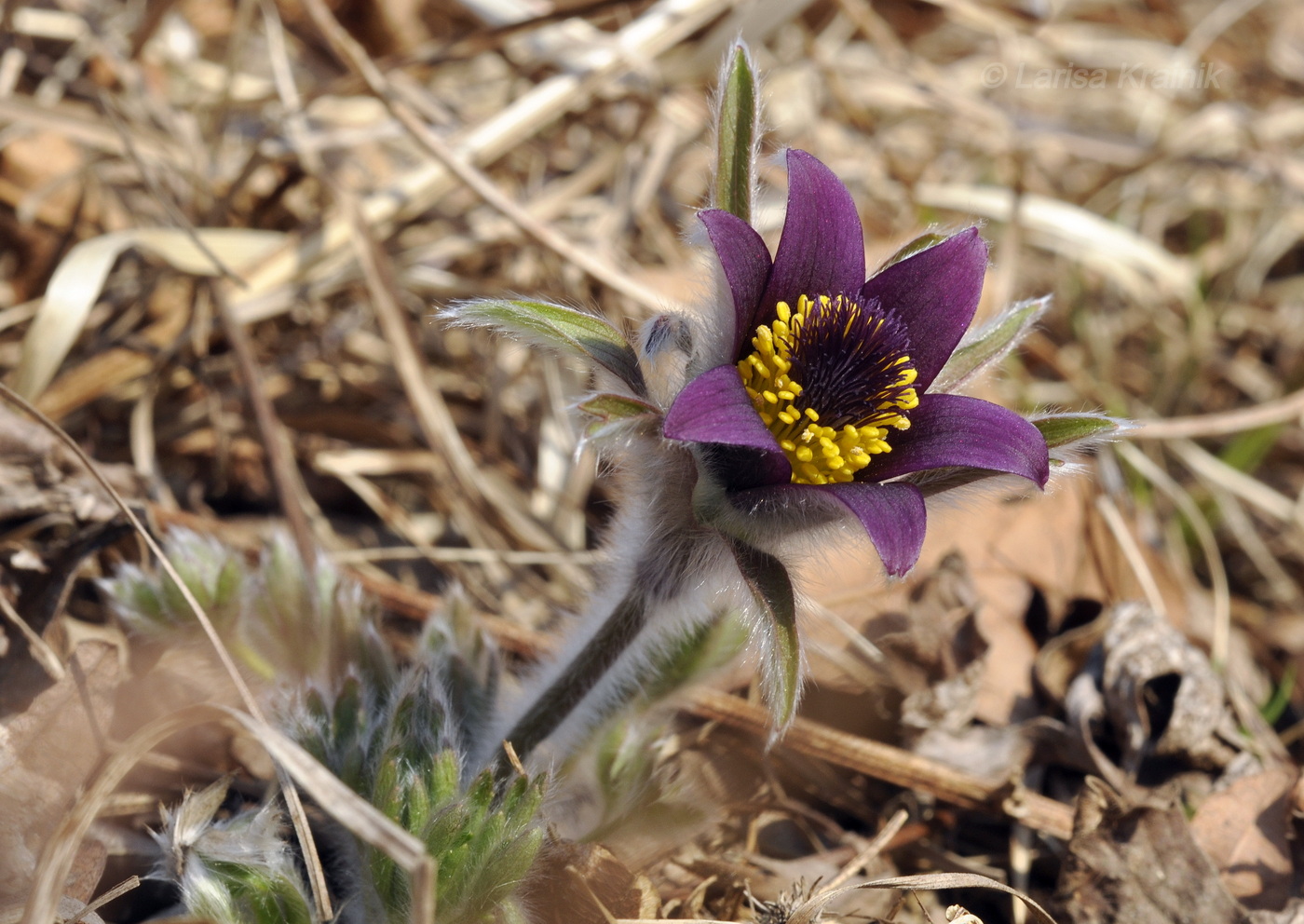 Image of Pulsatilla chinensis specimen.