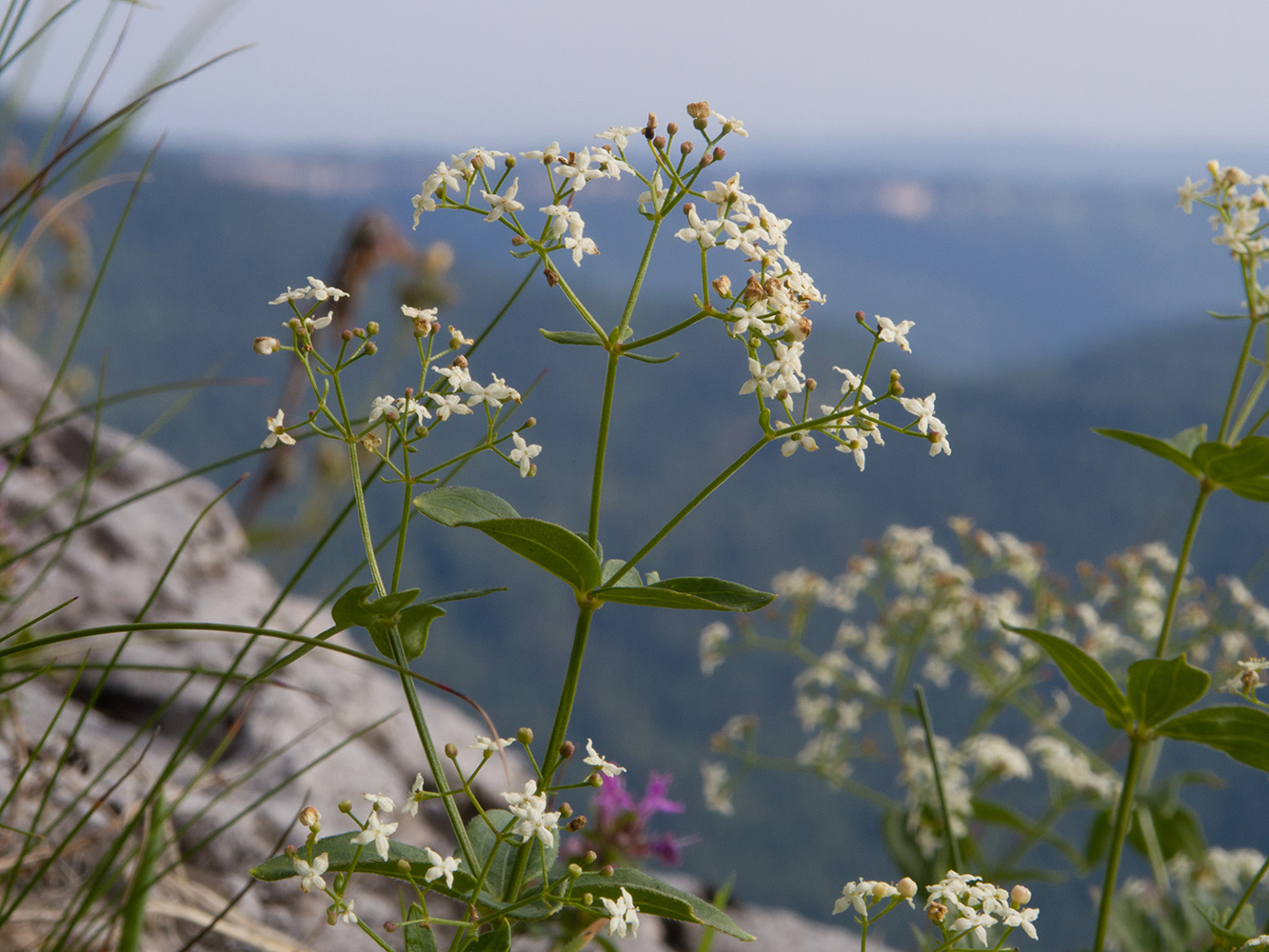 Image of Galium valantioides specimen.