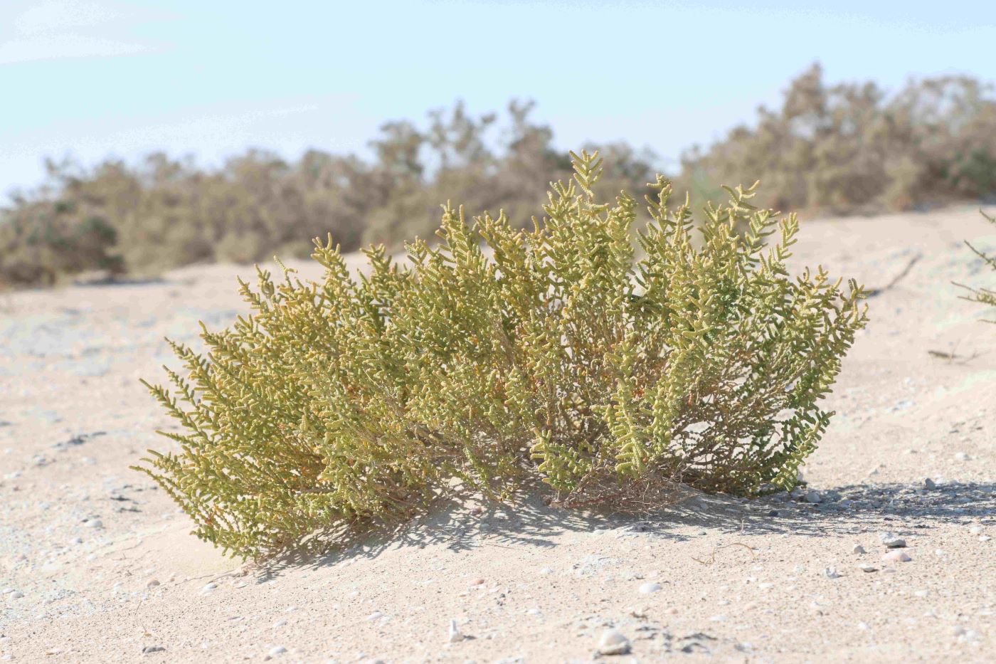 Image of Kalidium foliatum specimen.