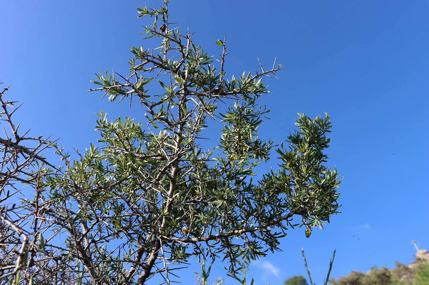 Изображение особи Amygdalus spinosissima.