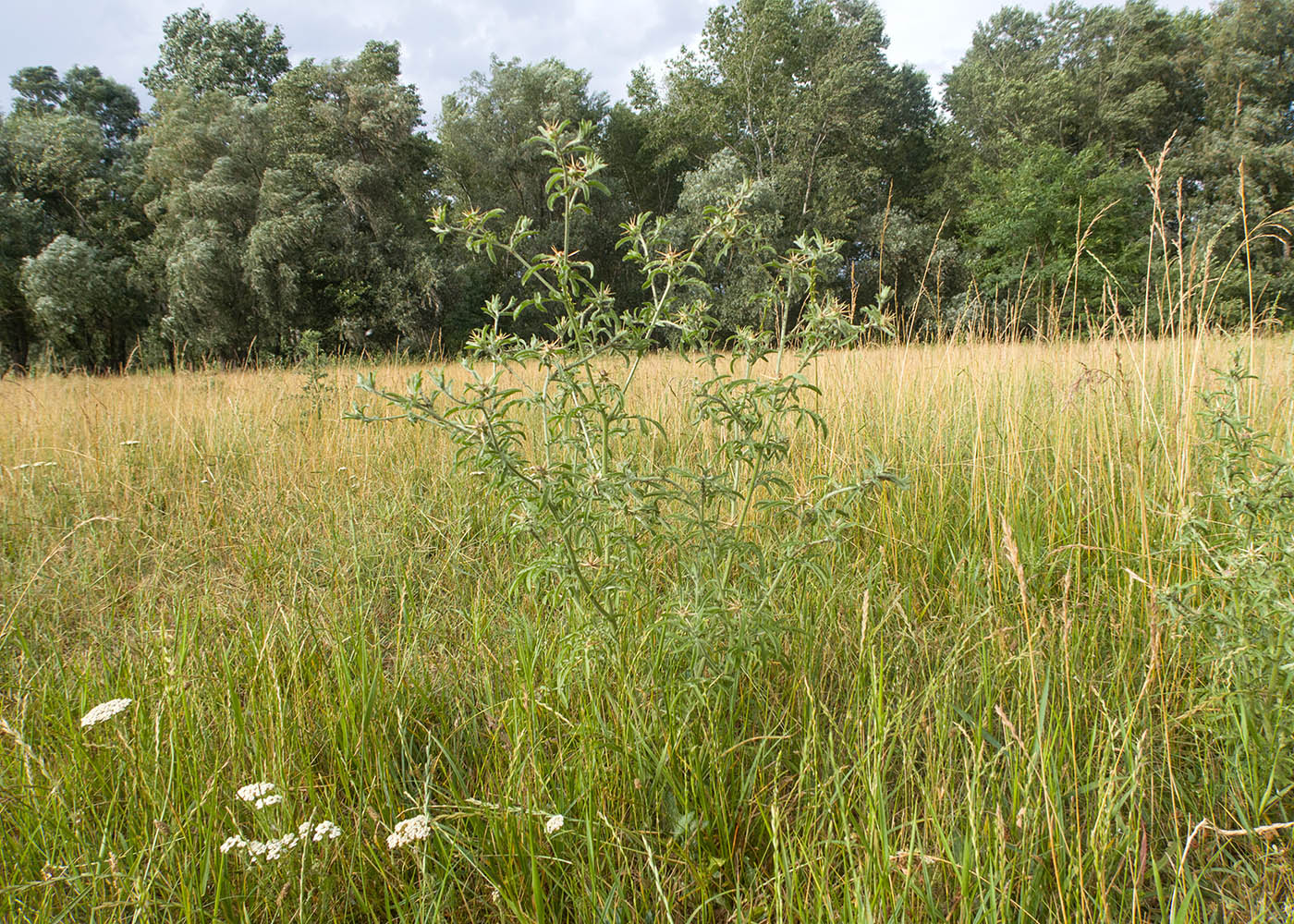 Image of Centaurea iberica specimen.