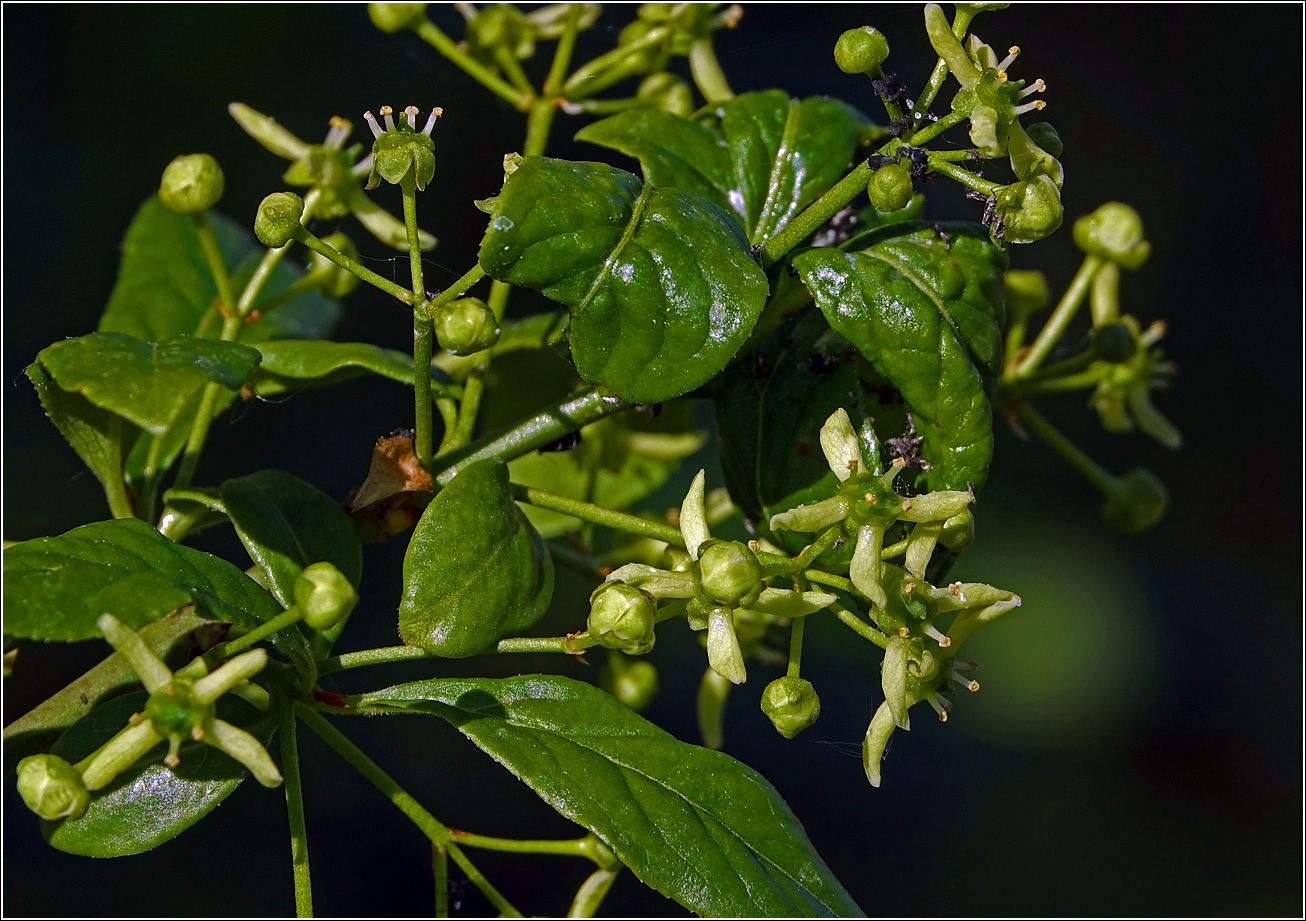 Image of Euonymus europaeus specimen.