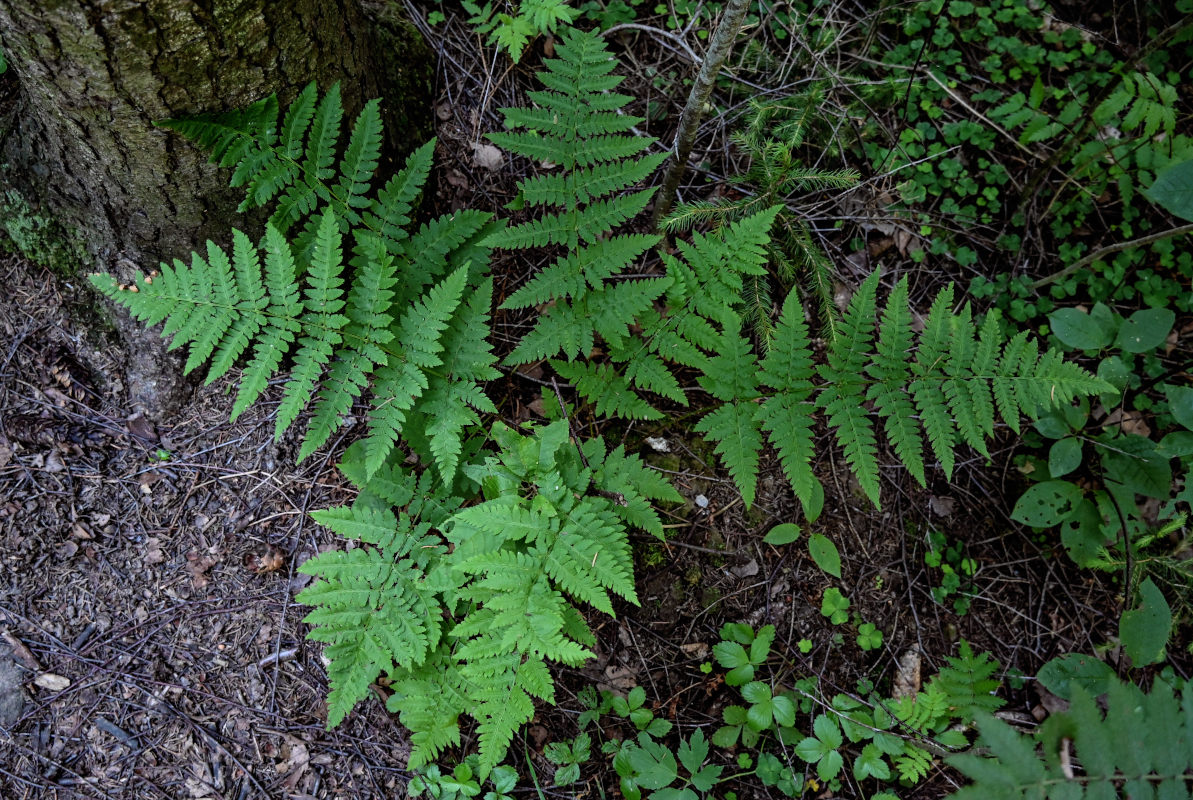 Изображение особи Dryopteris carthusiana.