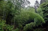 Phyllostachys pubescens. Вегетирующие растения. Китай, провинция Гуанси, рисовые террасы Лунцзи, опушка смешанного леса. 29.05.2024.