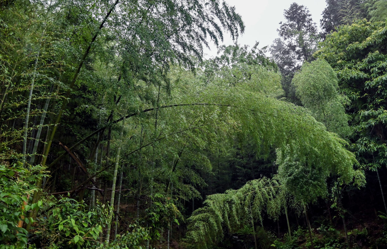 Image of Phyllostachys pubescens specimen.