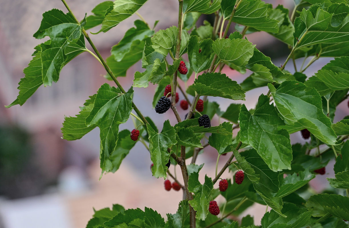 Изображение особи Morus alba.