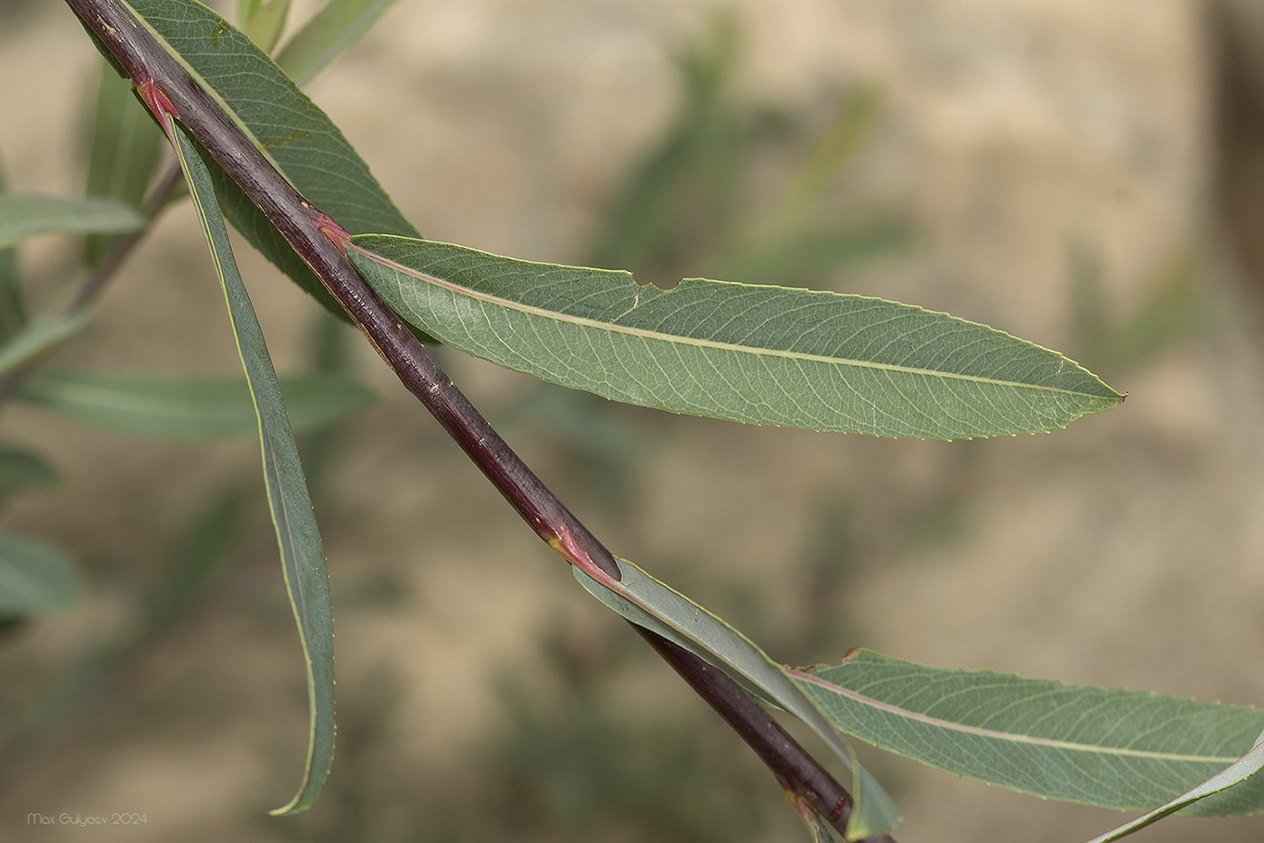 Image of Salix purpurea specimen.