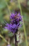 Cirsium simplex. Соцветия. Республика Адыгея, Майкопский р-н, Кавказский биосферный заповедник, ЮВ склон горы Оштен, выс. ок. 2500 м н.у.м., склон карстовой воронки. 10.08.2024.