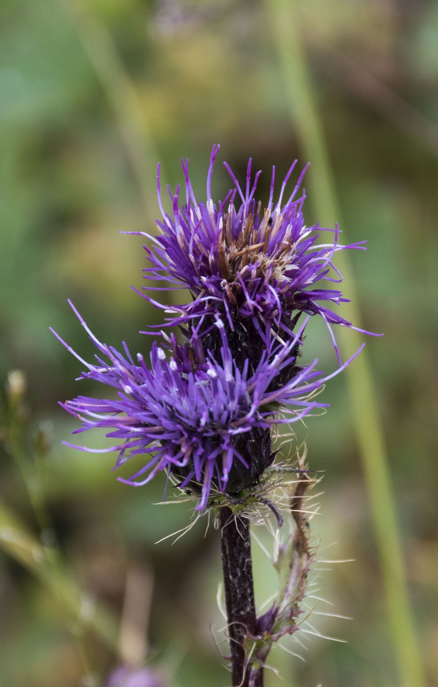 Изображение особи Cirsium simplex.