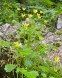 Saxifraga cymbalaria