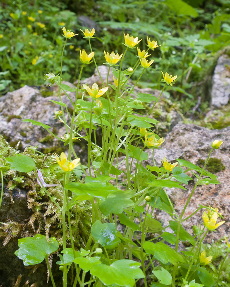 Image of Saxifraga cymbalaria specimen.