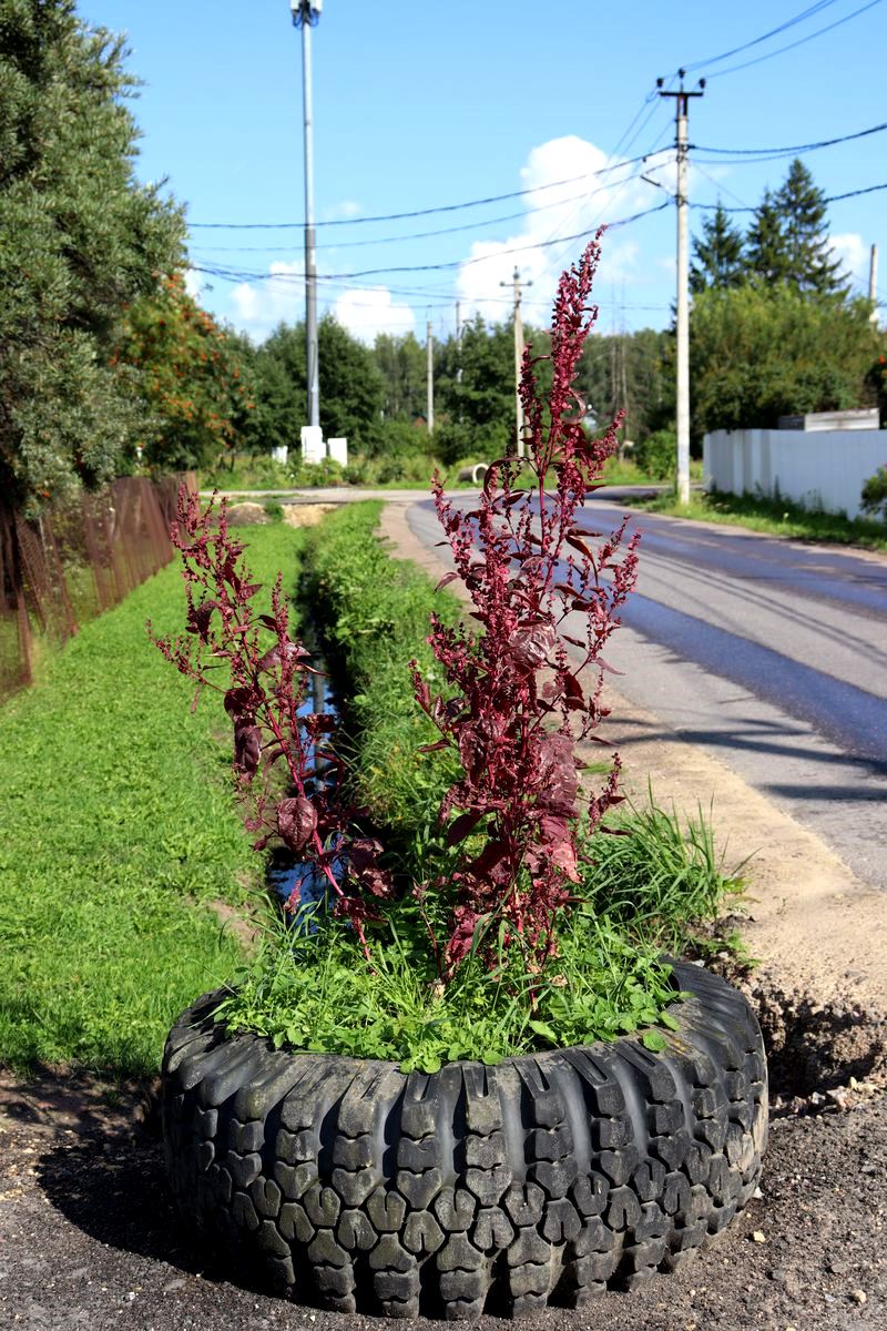 Изображение особи Atriplex hortensis.