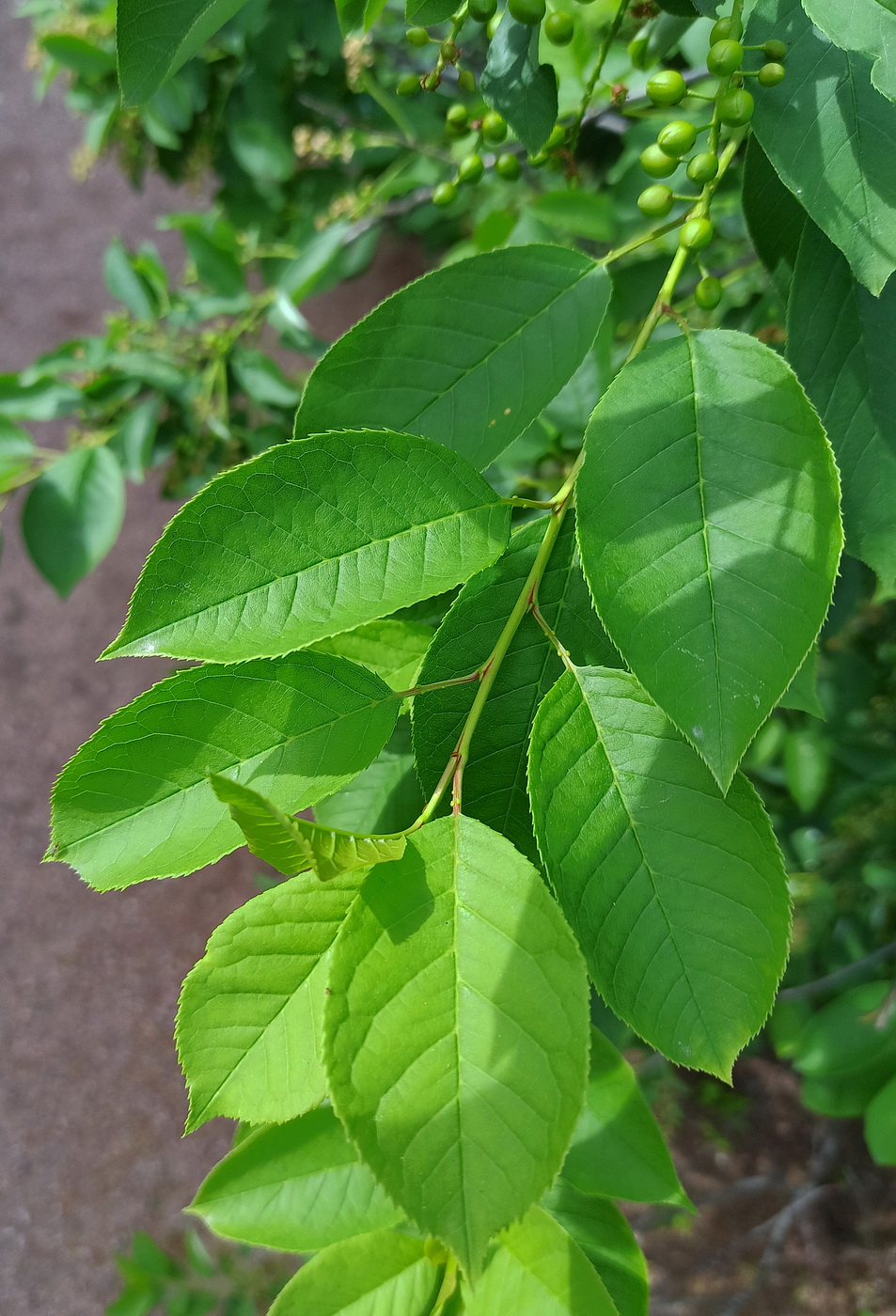 Image of Padus virginiana specimen.