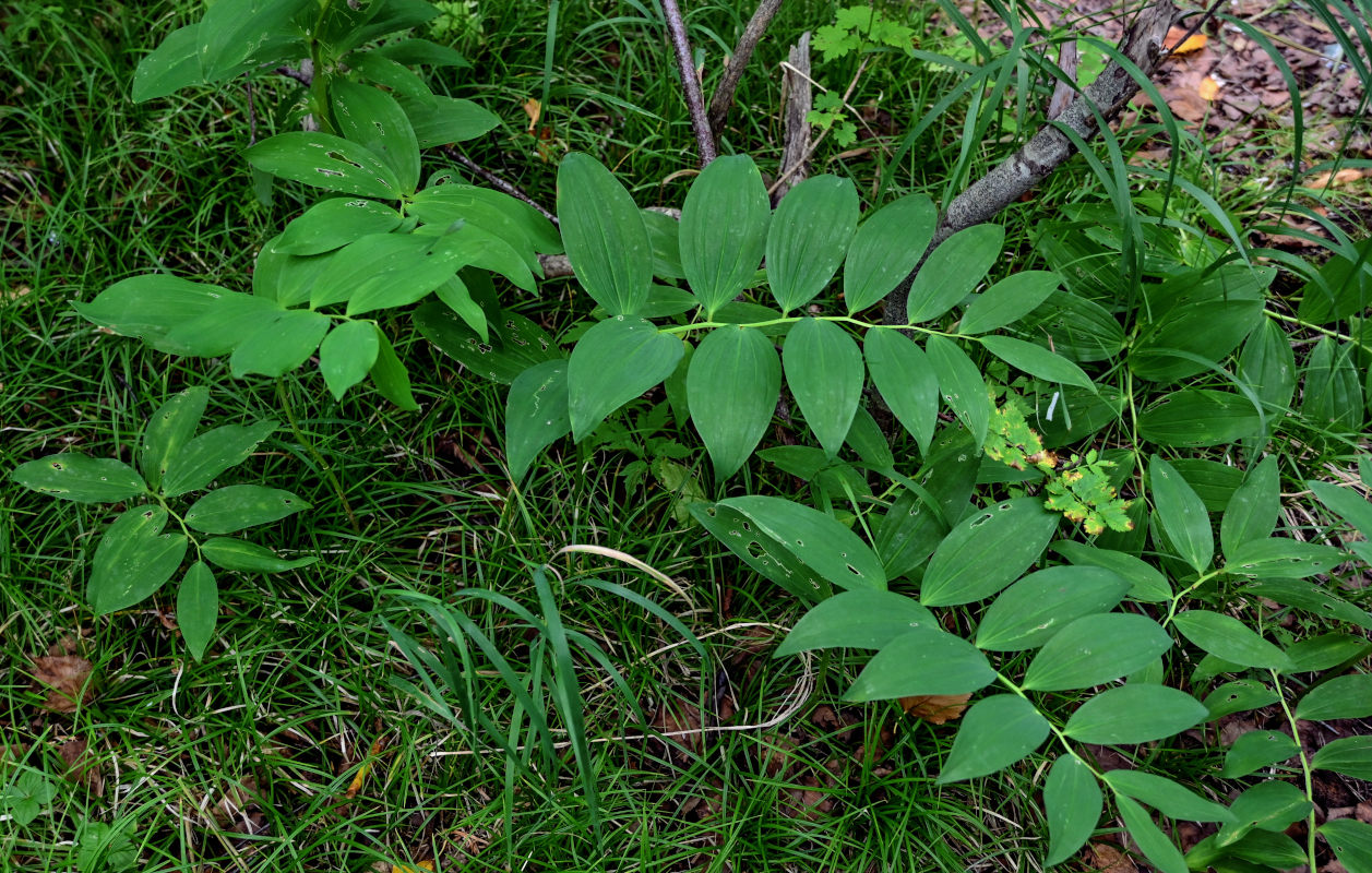 Image of Polygonatum maximowiczii specimen.