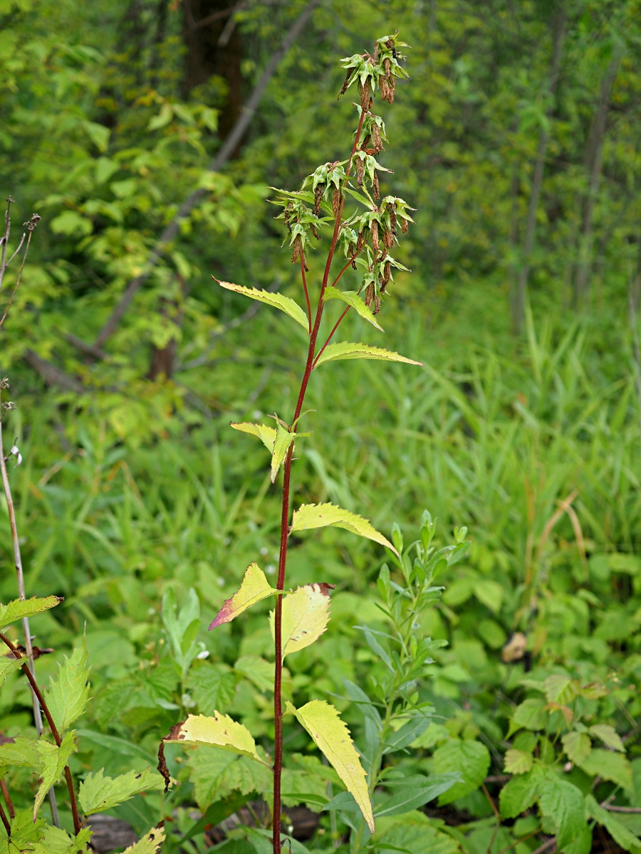 Image of Campanula trachelium specimen.