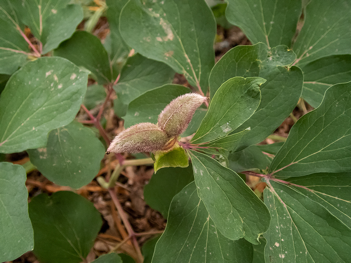 Image of Paeonia daurica specimen.