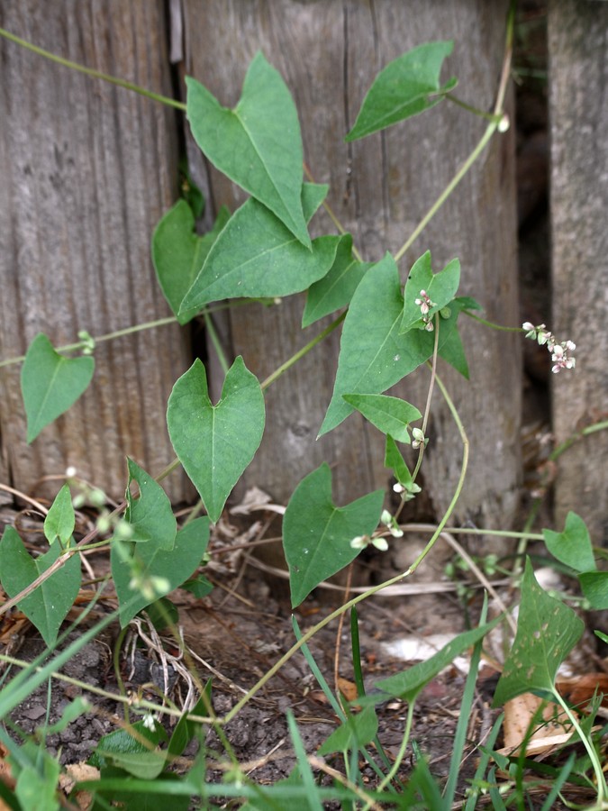 Изображение особи Fallopia convolvulus.