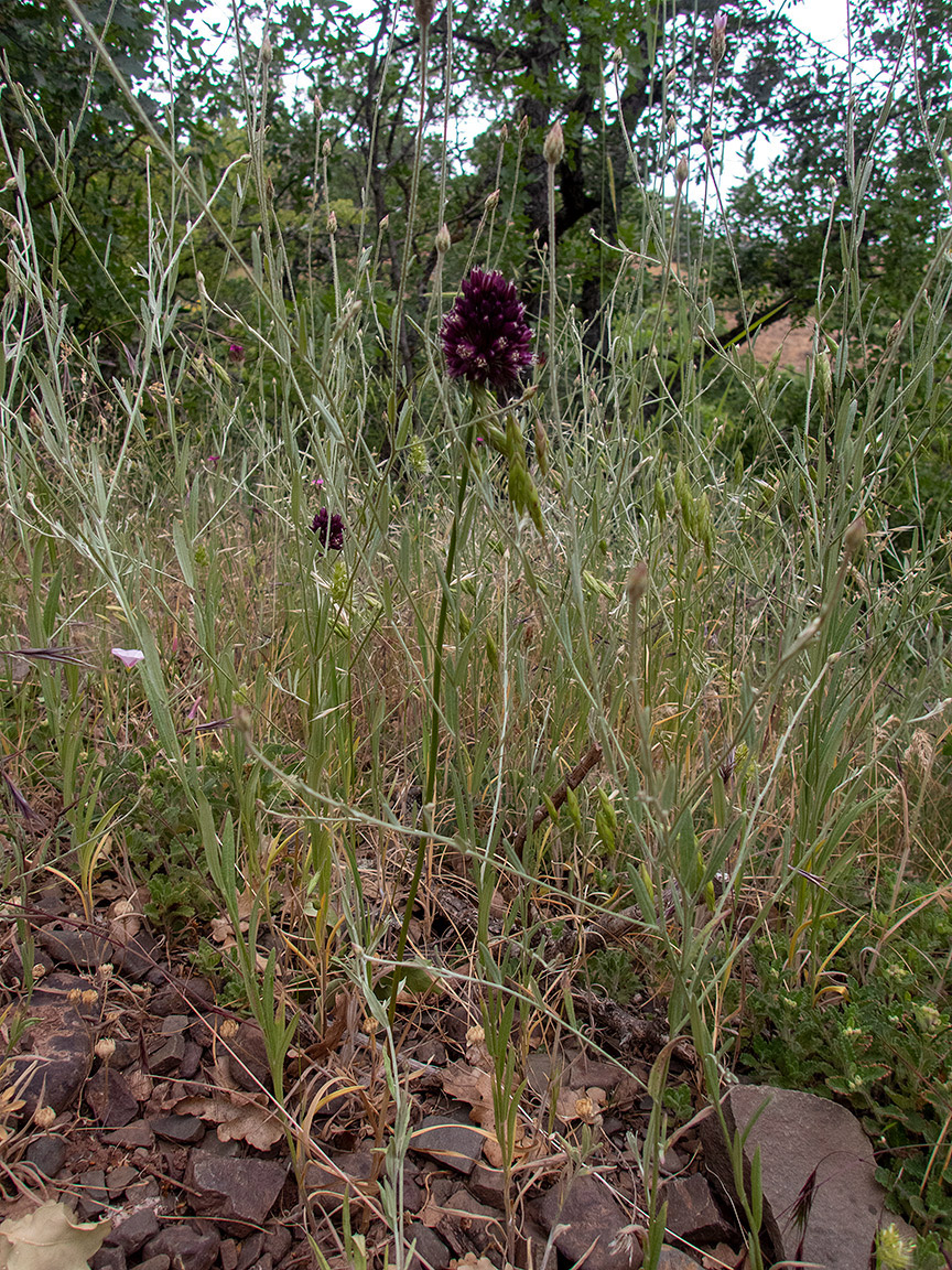 Image of Allium rotundum specimen.