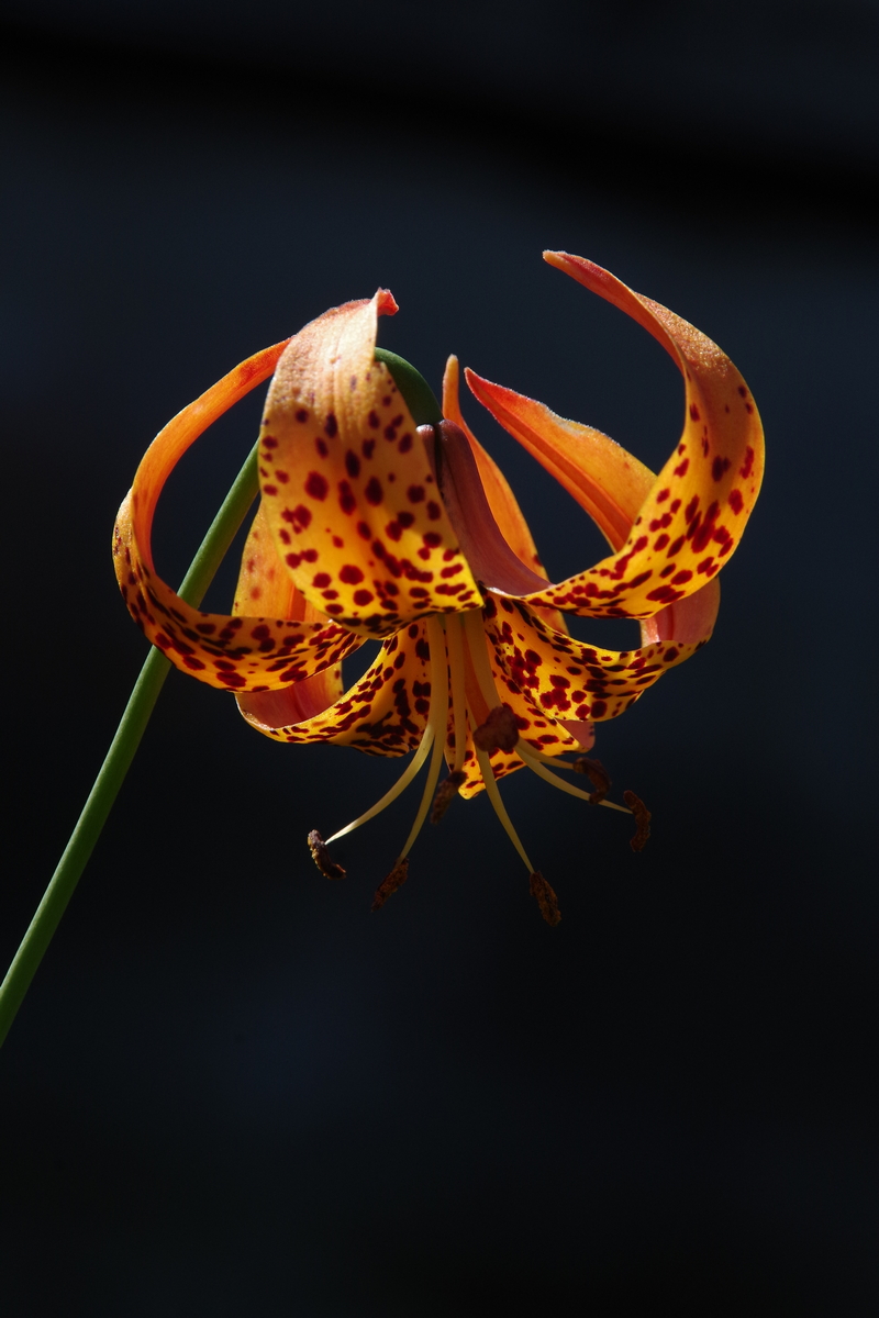 Image of Lilium michiganense specimen.