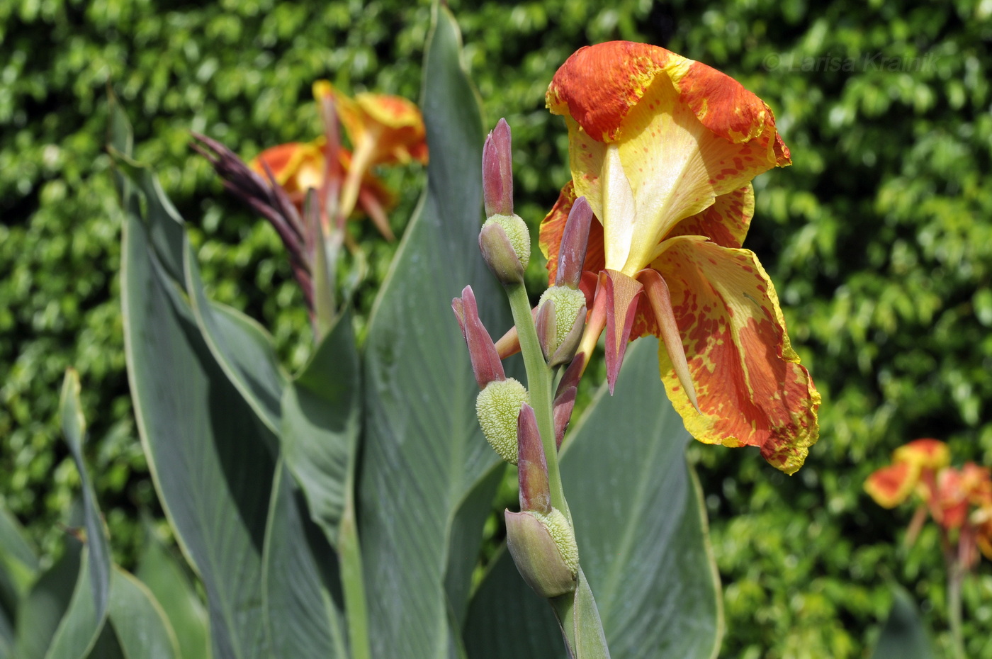 Изображение особи Canna indica.