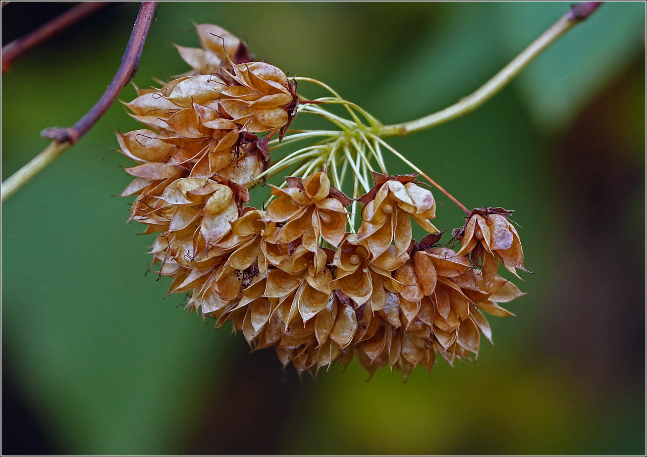 Image of Physocarpus opulifolius specimen.