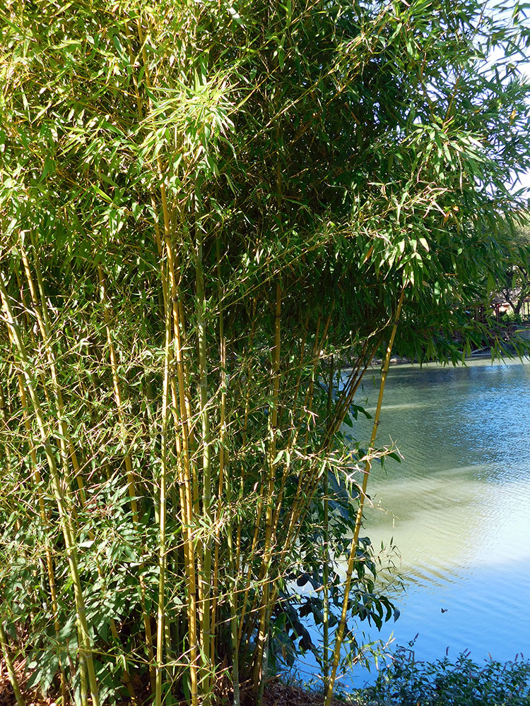 Изображение особи Phyllostachys aurea.