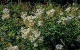 Filipendula ulmaria. Верхушки цветущих растений. Вологодская обл., Кирилловский р-н, окр. с. Горицы, гора Маура, опушка смешанного леса. 12.07.2024.