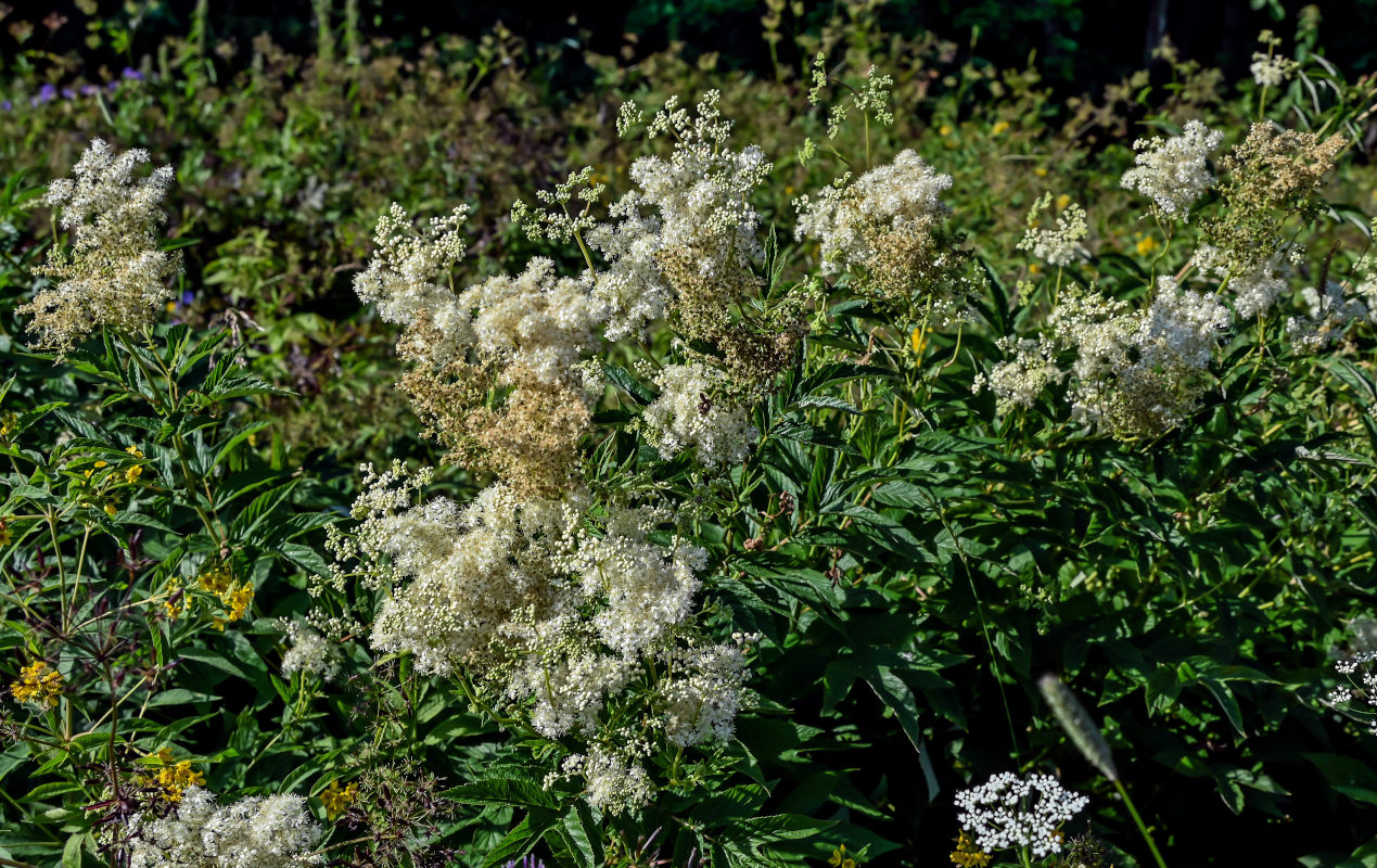 Image of Filipendula ulmaria specimen.