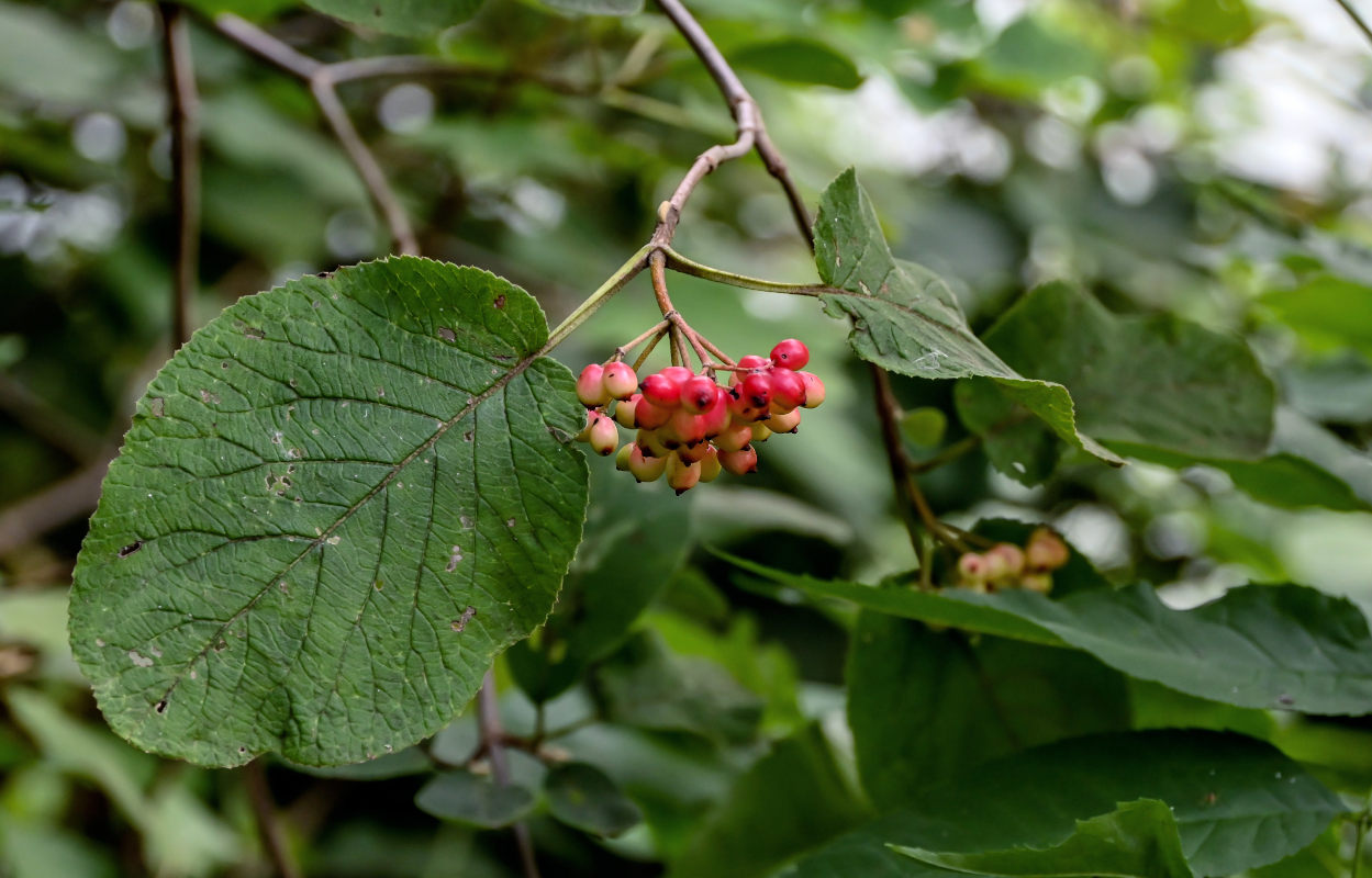 Image of Viburnum lantana specimen.