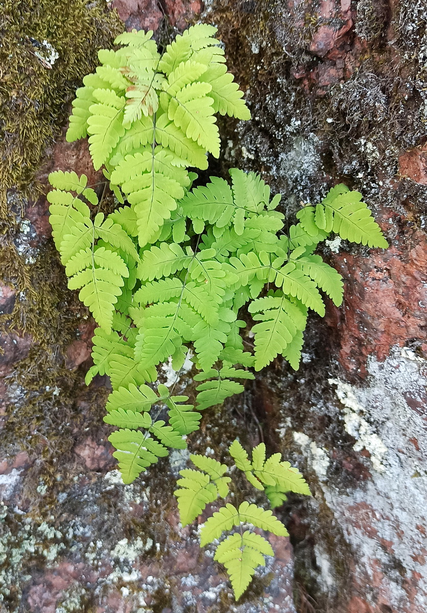 Изображение особи Gymnocarpium dryopteris.